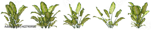 Set of Dieffenbachia plant or Dumb cane with isolated on transparent background. PNG file, 3D rendering illustration, Clip art and cut out