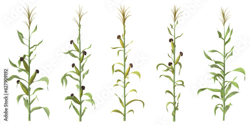 Set of Corn with isolated on transparent background. PNG file  3D rendering illustration  Clip art and cut out