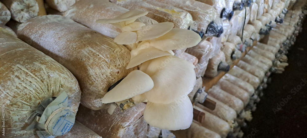 oyster mushroom cultivation. Plantation of Pleurotus ostreatus, the ...