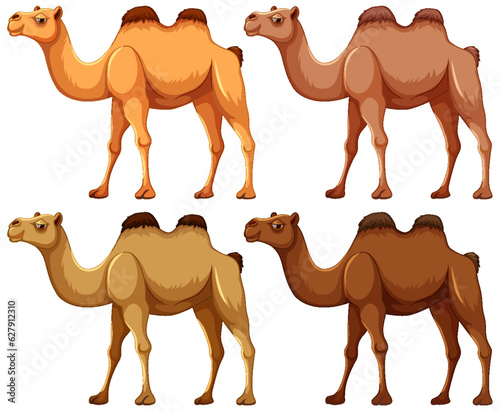 Four Camels Walking