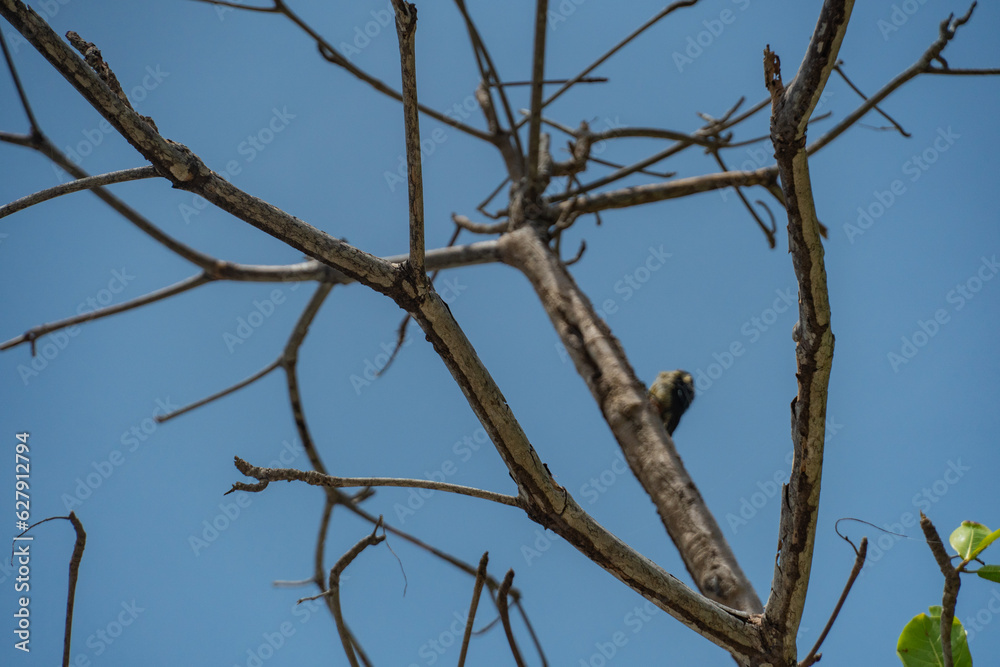 bird on a tree bird on a tree