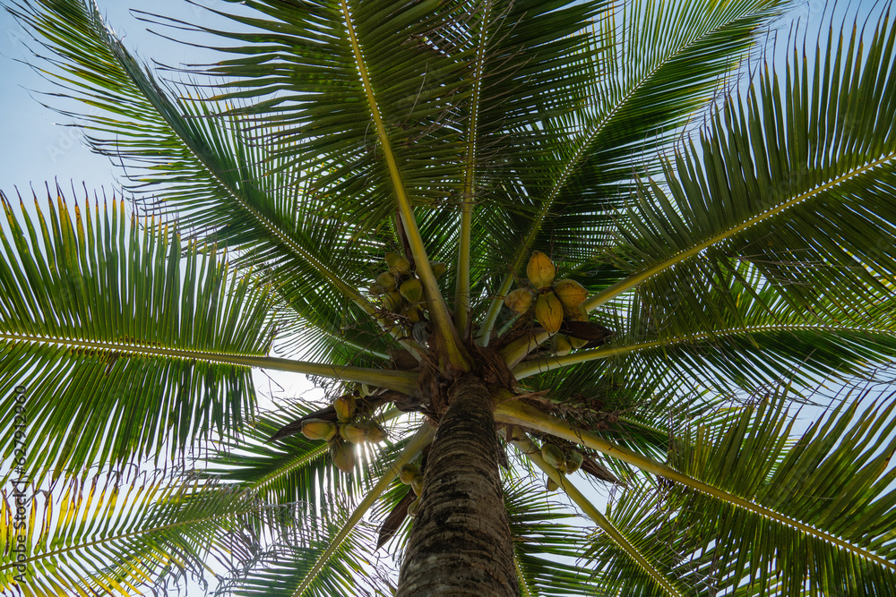 Obraz premium coconut palm tree