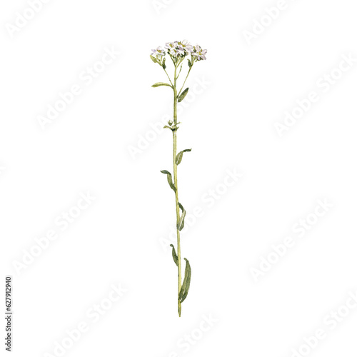 Fotografia watercolor drawing plant of hoary alyssum with leaves and flower, Berteroa incan