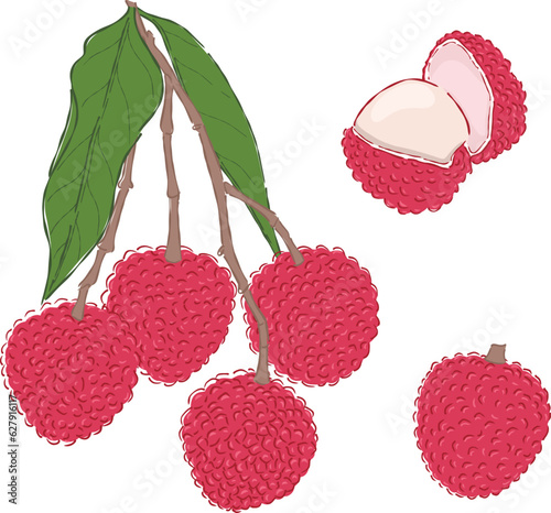 Lychee  hand drawn  illustrations vector set