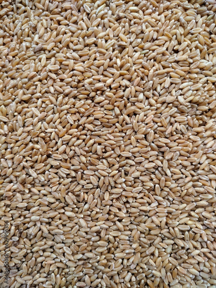 background of grains, photo of wheat beach, photo of wheat grain, Wheat