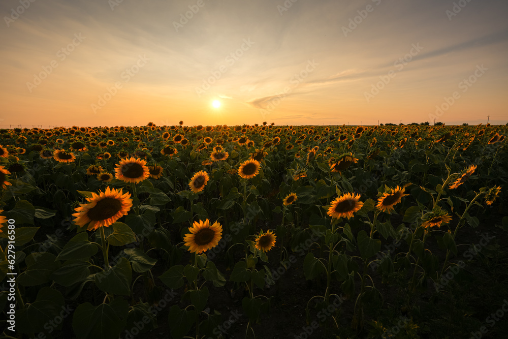 Sunset landscape in a field of sunflower plants. Wide angle photo with a spectacular sunset landscape over an agriculture field with sunflowers.