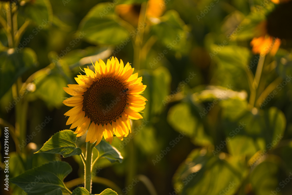Fototapeta premium Sunset landscape on a sunflower plants field. Sunflower plantation in the beautiful sunset light over a sunflower agriculture farm.