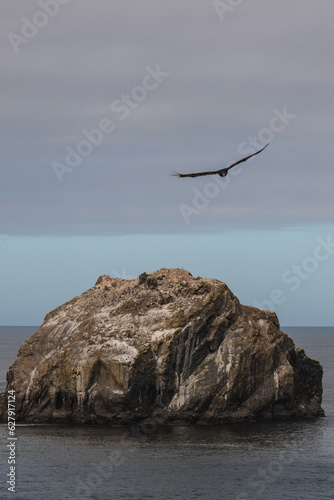 Canvas Print Vulture flying over sea stack on the Oregon Coast