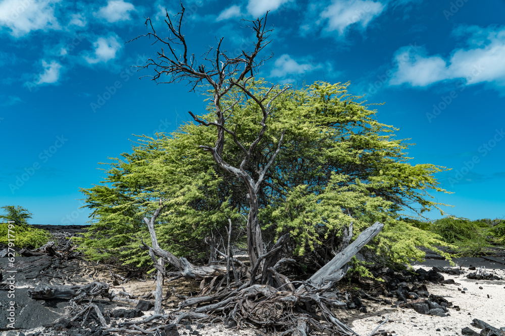Prosopis pallida is a species of mesquite tree. kiawe. huarango (in its native South America) and American carob. KEKAHA KAI (KONA COAST) STATE PARK. Mahaiula Beach, Big Island Hawaii