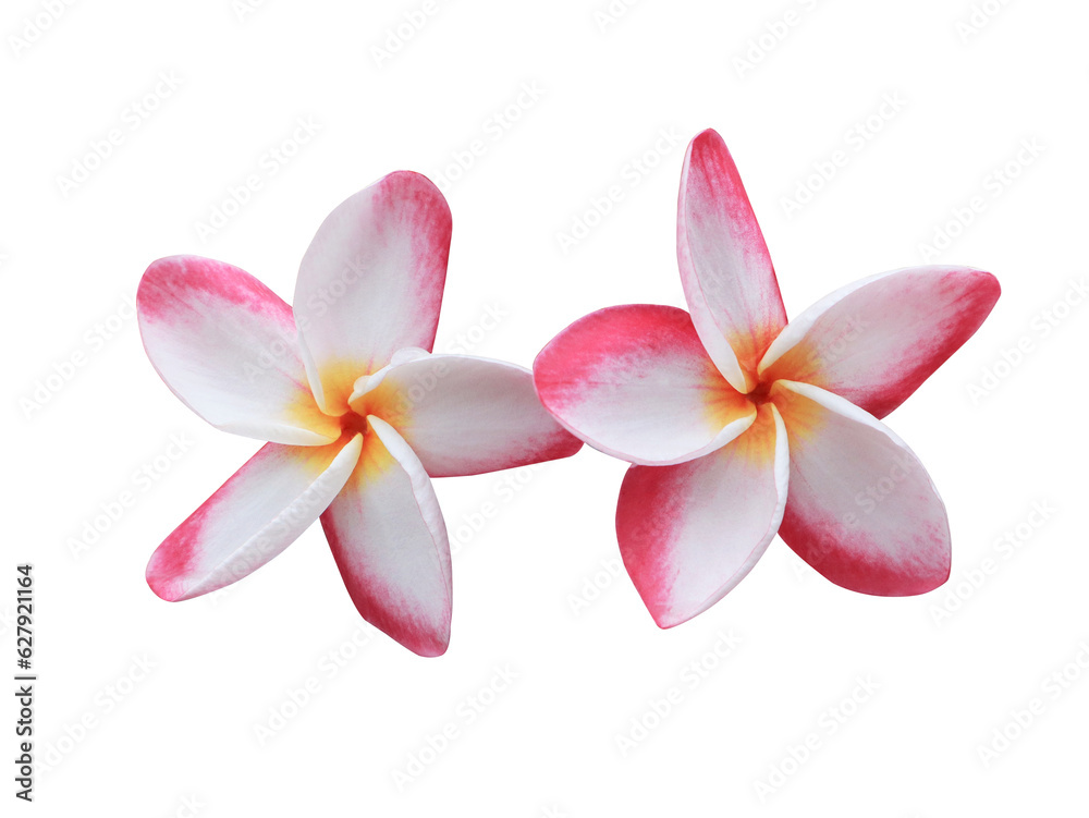 Plumeria or Frangipani or Temple tree flower. Close up pink-white frangipani flowers bouquet isolated on transparent background.	