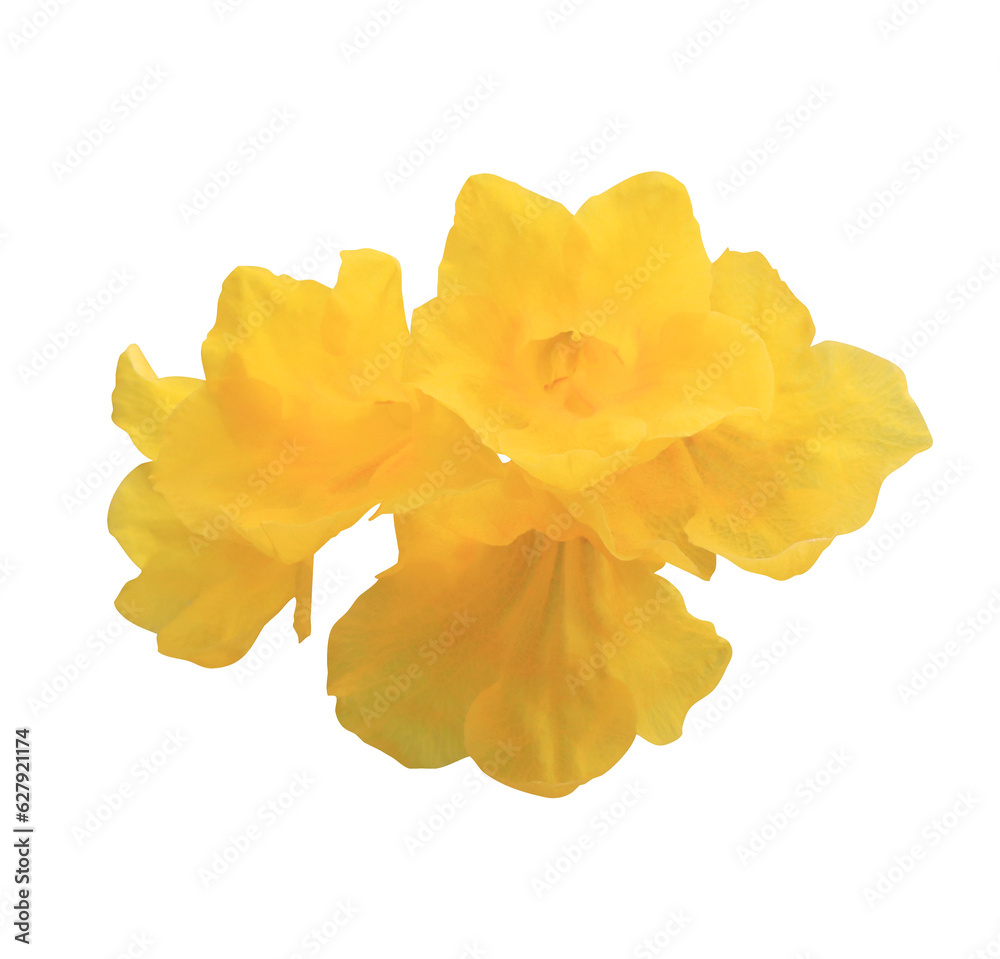Yellow elder or Yellow bells or Trumpet vine flowers. Close up yellow flowers bouquet isolated on transparent background