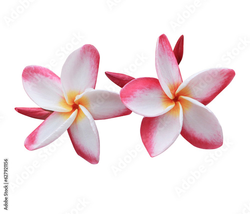 Plumeria or Frangipani or Temple tree flower. Close up pink-white frangipani flowers bouquet isolated on transparent background. 