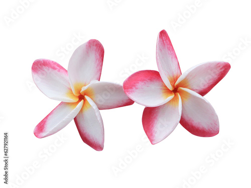 Plumeria or Frangipani or Temple tree flower. Close up pink-white frangipani flowers bouquet isolated on transparent background.	