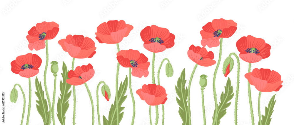 red poppy, field flowers, vector drawing wild plants at white background, floral elements, hand drawn botanical illustration red poppy, field flowers, vector drawing wild plants at white background, floral elements, hand drawn botanical illustration