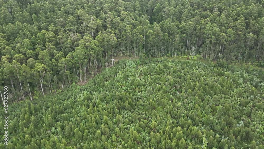 aerial view, top down over tree and shrubs, of the Australian bush. forest in Australia.