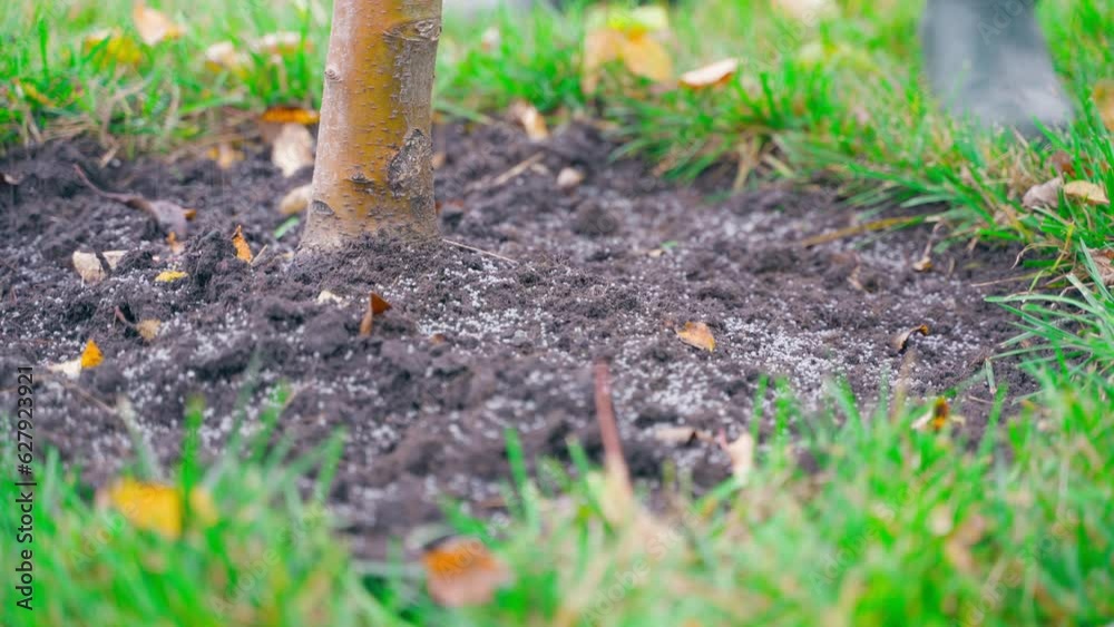 Granular fertilizer is applied to the soil under a young tree, close-up. Feeding fruit trees in the garden Granular fertilizer is applied to the soil under a young tree, close-up. Feeding fruit trees in the garden