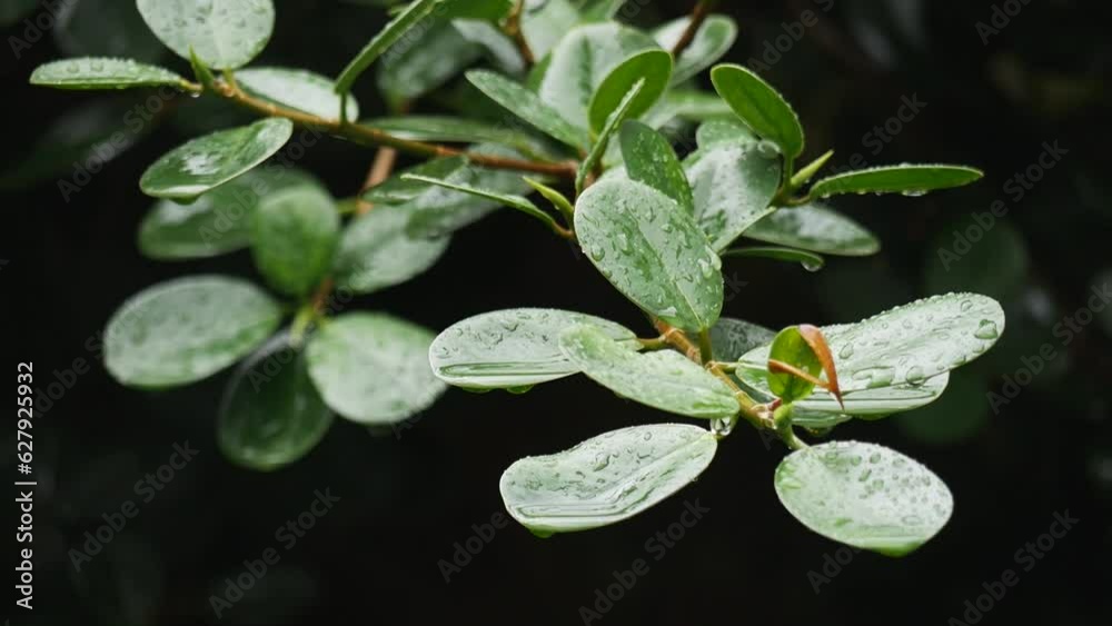 Beautiful Round Leaves with Dew After the Rain Beautiful Round Leaves with Dew After the Rain
