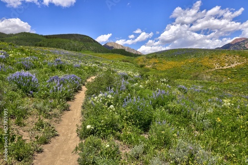 Fototapeta Naklejka Na Ścianę i Meble -  Wildflower season in Crested Butte, CO. Mid-day and the hiking paths near Mt. Crested Butte are rapidly gaining popularity. 