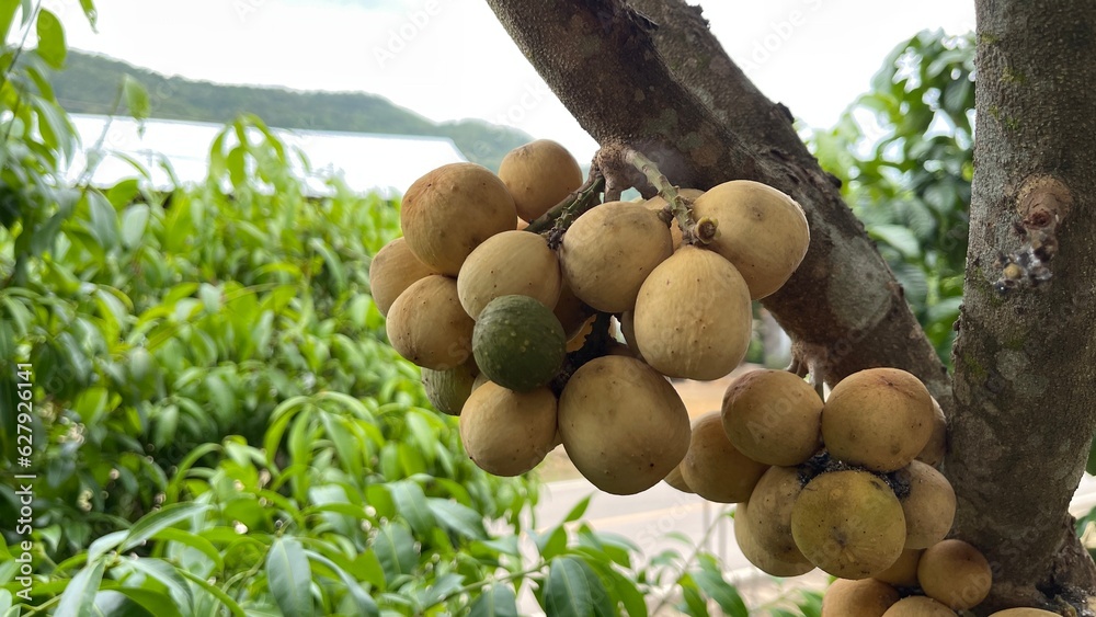 A Longkong on the tree