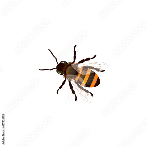 Vector illustration of honey bee animals on a white background.