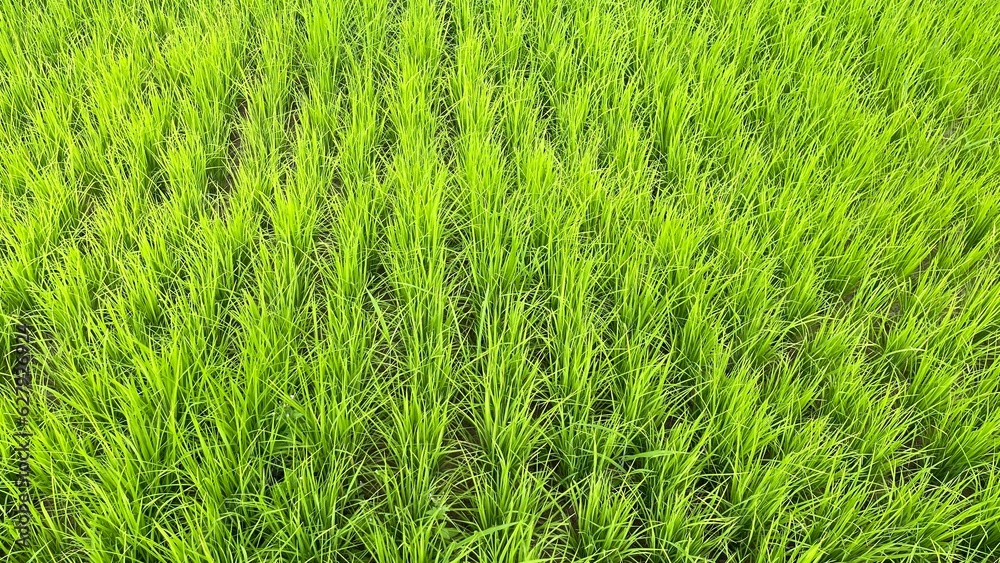 green grass background green grass background