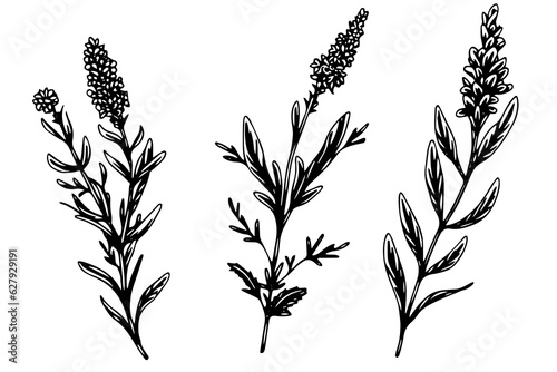 Floral botanical lavender flower hand drawn ink sketch.  Vector engraving illustration.
