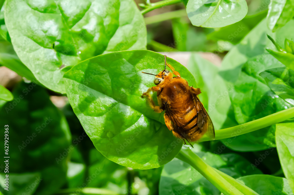 A Carpenter Bee On A Spinach Leaf