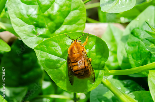 Male Carpenter Bee On Malabar Spinach  photo