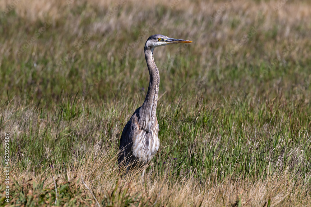 Fototapeta premium Closeup of Great Blue Heron (Ardea herodias) walking in grassland in Monterey, California. 