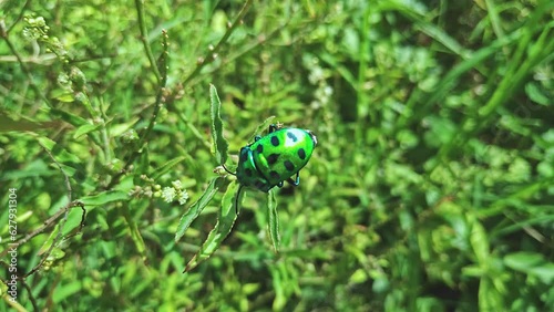 A macro view of a tiny jewel bug or metallic shield bug perched amidst greenery photo