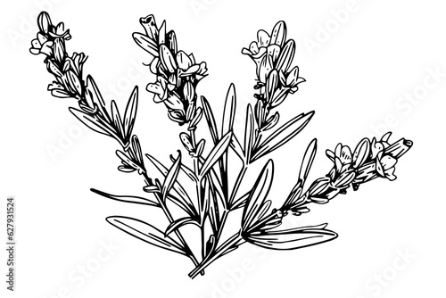 Floral botanical lavender flower hand drawn ink sketch.  Vector engraving illustration.
