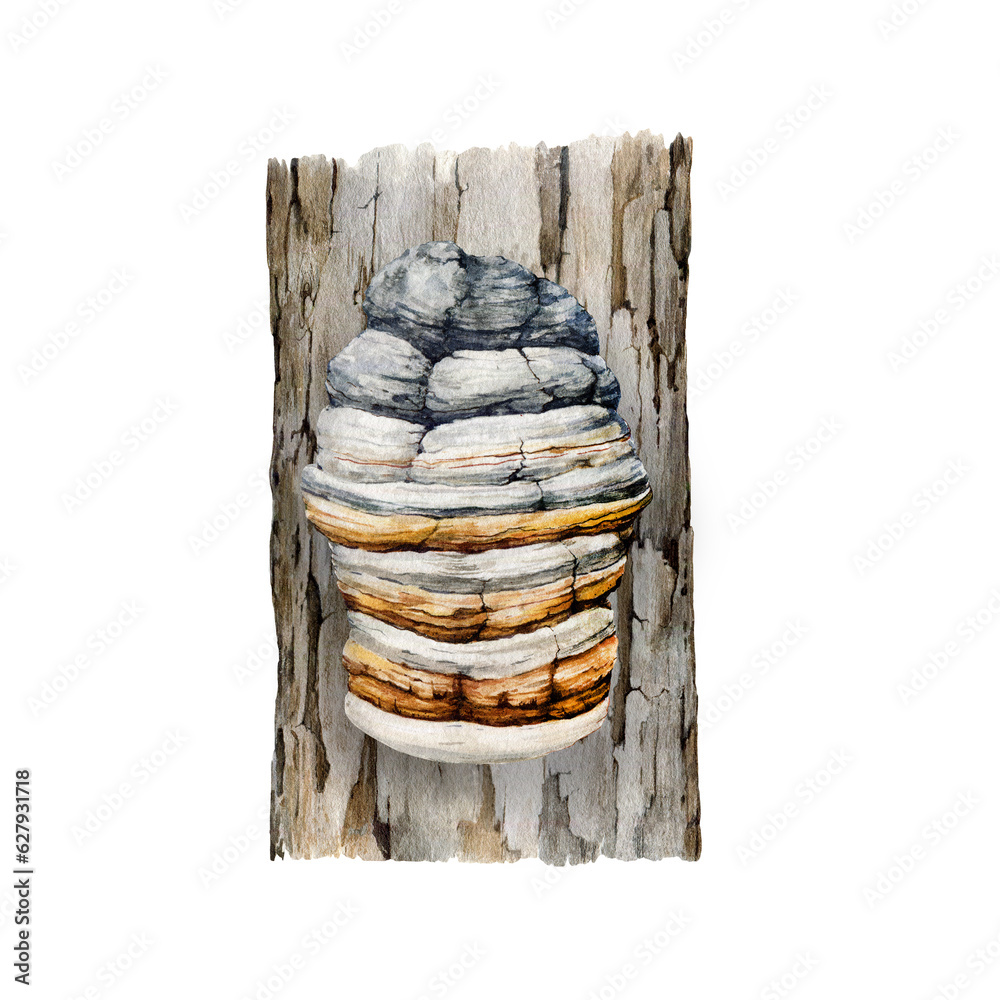 Agarikon mushroom growing on a tree trunk. Natural image. Watercolor illustration. Hand painted Fomitopsis officinalis fungus. Eburiko or quinine conk grow on a tree. White background - obrazy, fototapety, plakaty 