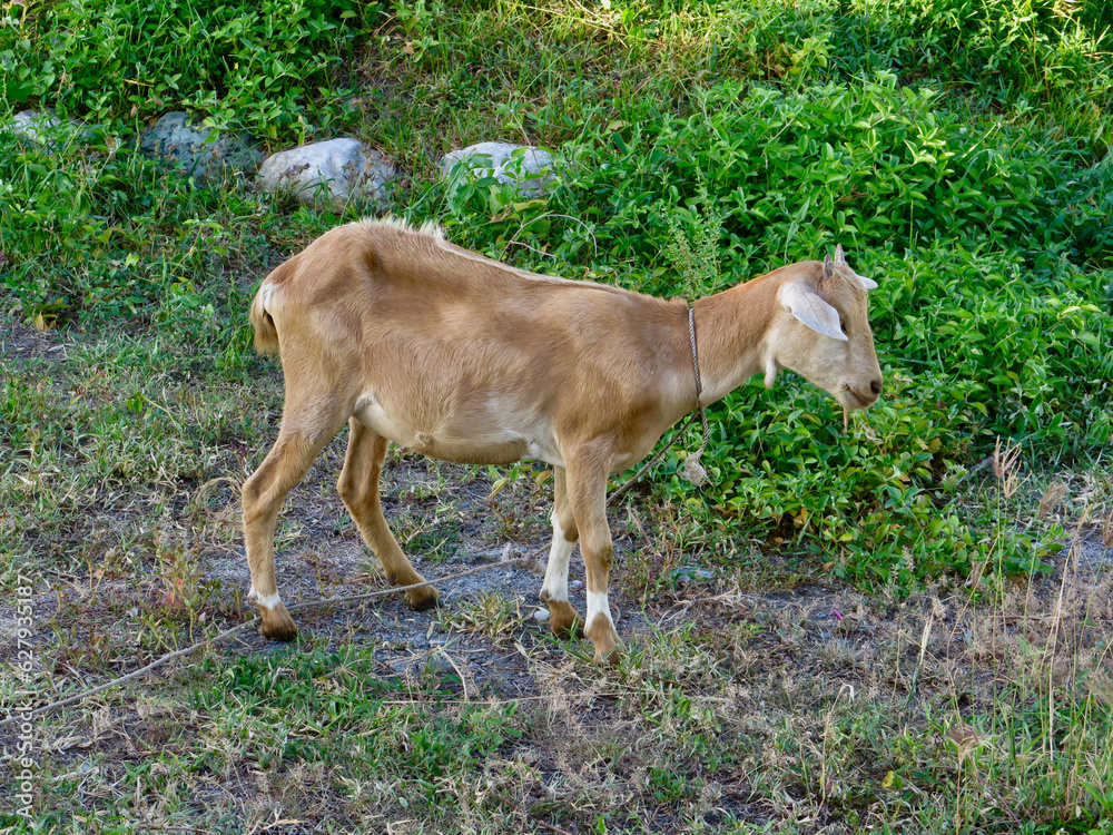 Goat in the pasture. Brown goat on a green meadow.