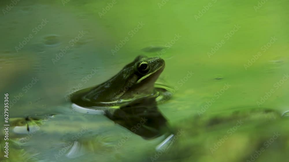 Close-up green croaking frog lurking for food and jumping away from water pond Close-up green croaking frog lurking for food and jumping away from water pond