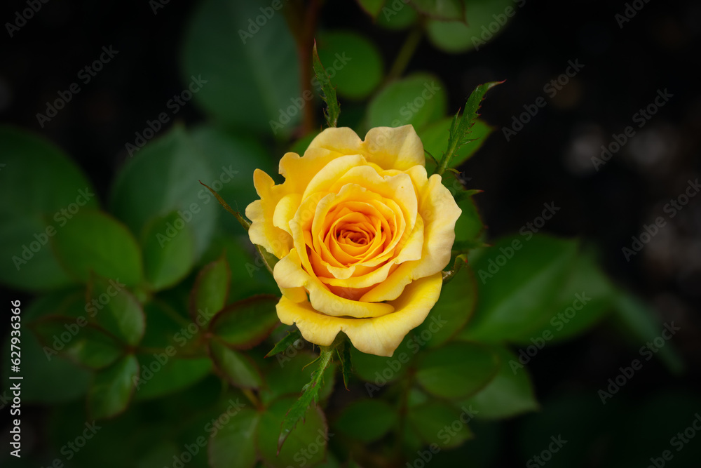 Little yellow rose with green foliage is blooming in the garden.