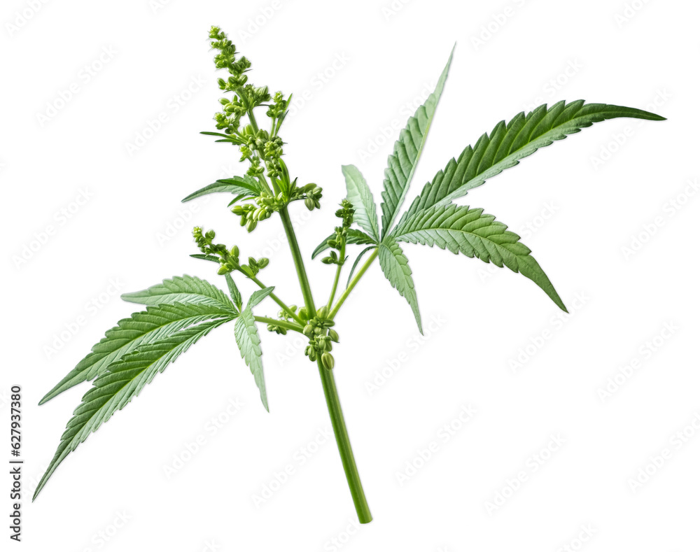 Cannabis or hemp plant isolated on white background. Cannabis or hemp plant isolated on white background.
