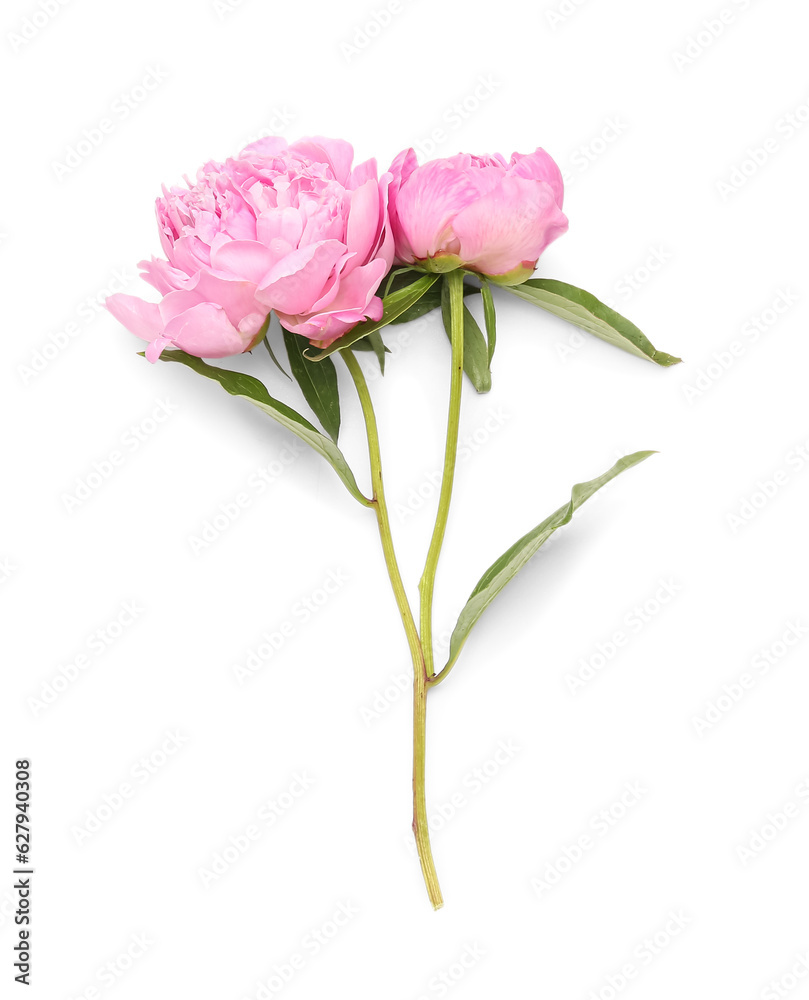 Pink peony flowers isolated on white background Pink peony flowers isolated on white background