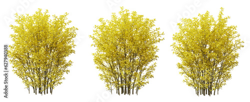 Berberis thunbergii bush plant on transparent background, 3d render.