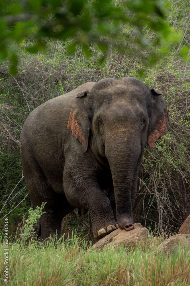 srilankan elephant