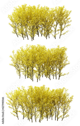 Berberis thunbergii bush plant on transparent background, 3d render.