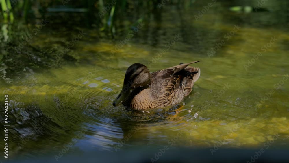 Wild Mallard Duck swimming in the green lake and cleaning her feathers and drinking water from the lake in Park during a sunny day. Shot in slow motion with Sony FX3 in 4K. Wild Mallard Duck swimming in the green lake and cleaning her feathers and drinking water from the lake in Park during a sunny day. Shot in slow motion with Sony FX3 in 4K.