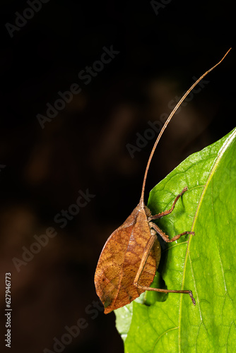 Leaf-mimicking katydid (Typophyllum sp.) Master of camouflage in the wild. Refugio de Vida Silvestre Cano Negro, Costa Rica wildlife . photo