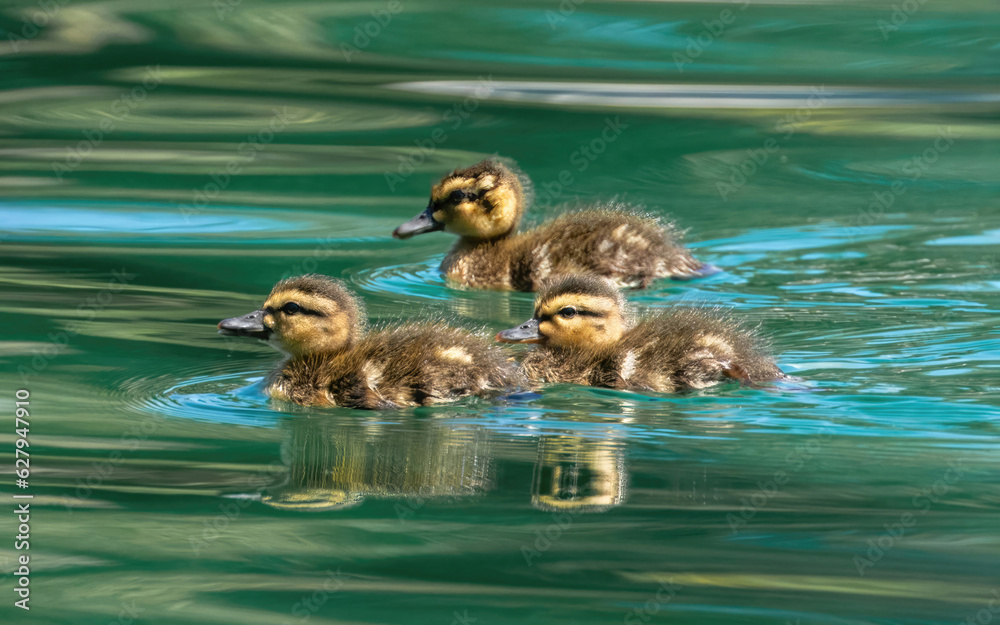 Mallard ducklings swimming in a pond. Las Palmas Park, Santa Clara County, California. Mallard ducklings swimming in a pond. Las Palmas Park, Santa Clara County, California.