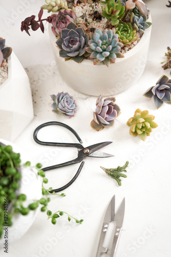 Scissors, secateurs and Echeveria Succulent house plant cuttings on a table