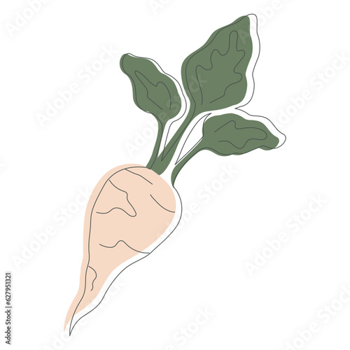 Sugar beet isolated on white background. White beet with outline element cartoon vector illustration.