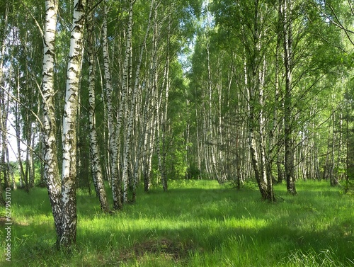 Rows of birch trees in the forest. photo