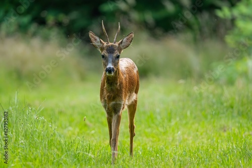 Roe deer in a grassy clearing, blurred background.