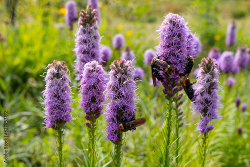 Fototapeta Naklejka Na Ścianę i Meble -  Purple Liatris spicata flower with hornets on it