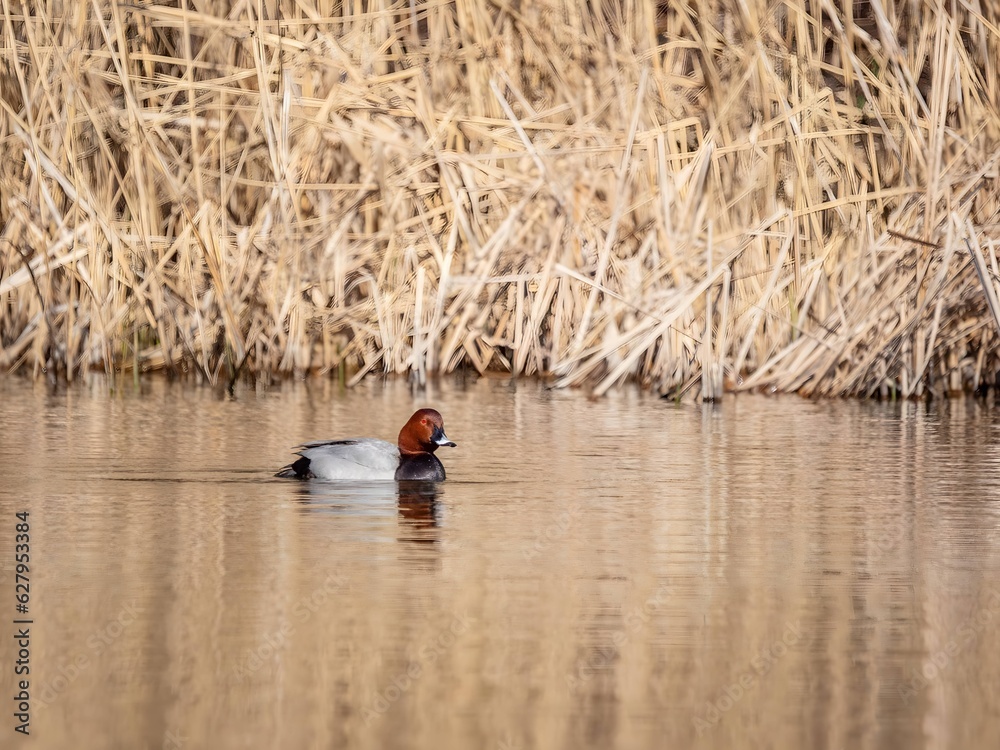 Common pochard flows, dry reeds in the background.