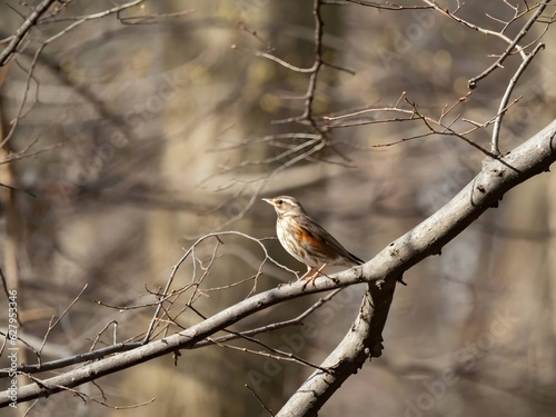 Fieldfare on a tree branch, blurred background.